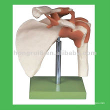 Menschliche Anatomie Schulter Skeleton Modell, Schulter Skelett